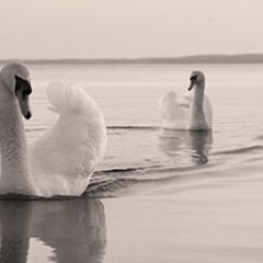 Кухонный фартук Фауна 029 МДФ матовый (3000) Fauna в Пуровске - purovsk.mebel24.online | фото